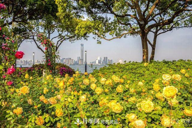 蘇洲金雞湖畔！大美月季花海！(圖1)