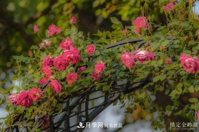 蘇洲金雞湖畔！大美月季花海！(圖5)