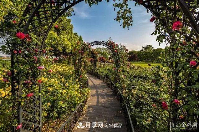 蘇洲金雞湖畔！大美月季花海！(圖4)