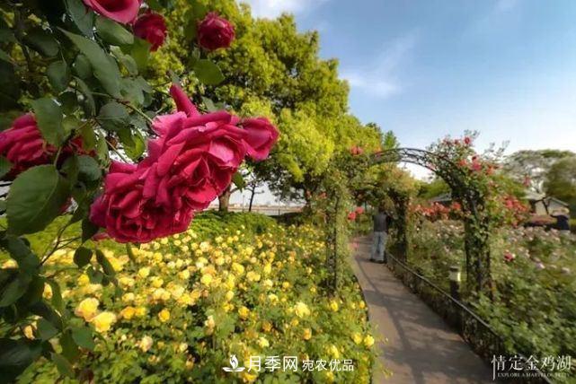 蘇洲金雞湖畔！大美月季花海！(圖6)