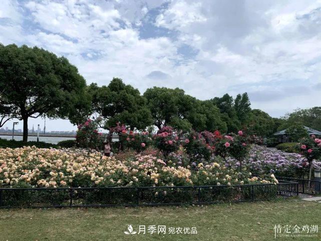 蘇洲金雞湖畔！大美月季花海！(圖7)