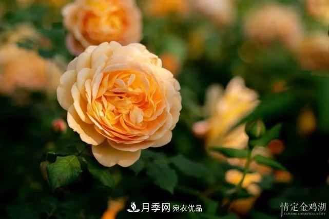 蘇洲金雞湖畔！大美月季花海！(圖8)