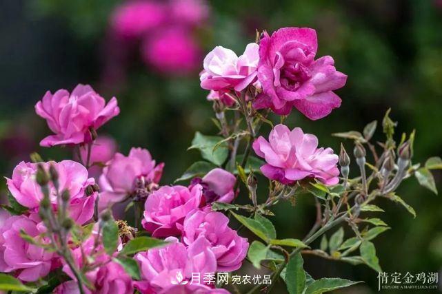 蘇洲金雞湖畔！大美月季花海！(圖9)