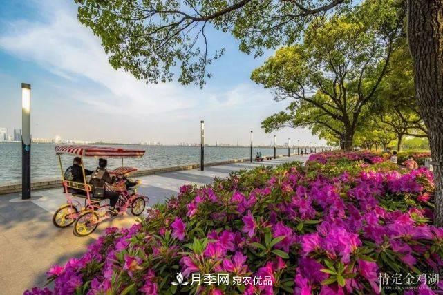 蘇洲金雞湖畔！大美月季花海！(圖10)