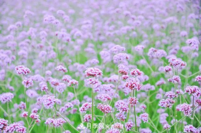 蘇洲金雞湖畔！大美月季花海！(圖12)