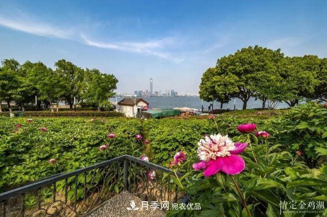 蘇洲金雞湖畔！大美月季花海！(圖11)