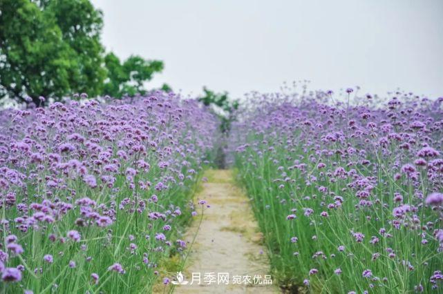蘇洲金雞湖畔！大美月季花海！(圖13)