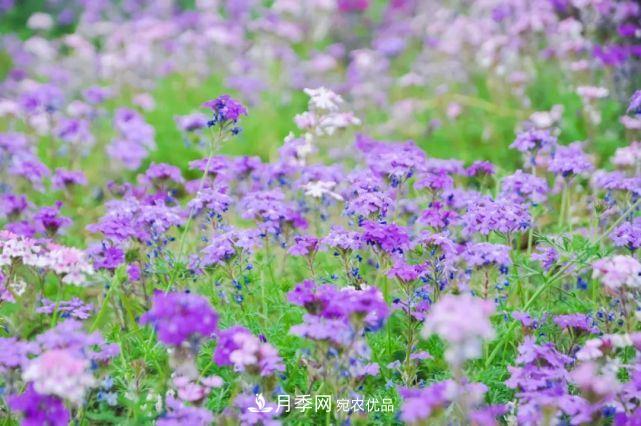 蘇洲金雞湖畔！大美月季花海！(圖14)