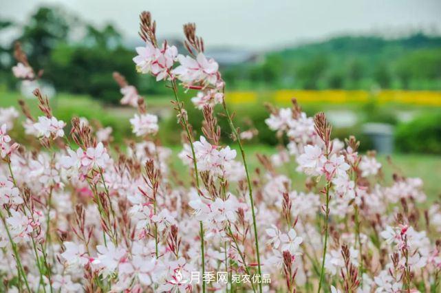 蘇洲金雞湖畔！大美月季花海！(圖16)