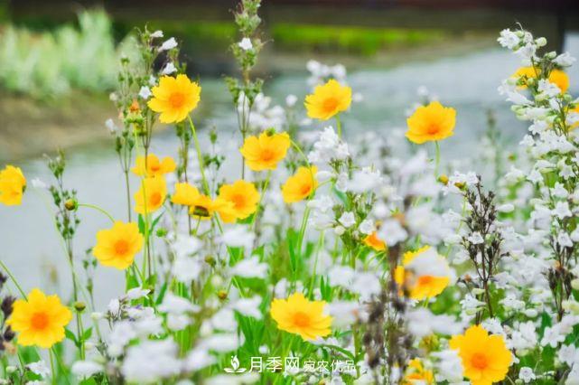 蘇洲金雞湖畔！大美月季花海！(圖17)