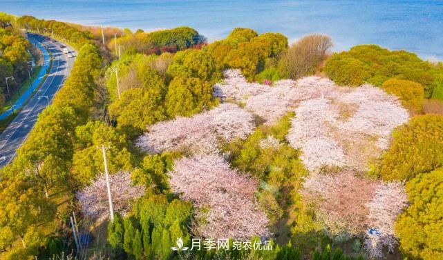 蘇洲金雞湖畔！大美月季花海！(圖19)