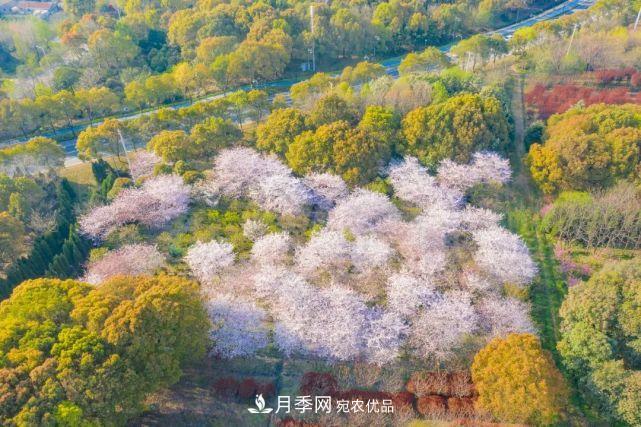 蘇洲金雞湖畔！大美月季花海！(圖20)