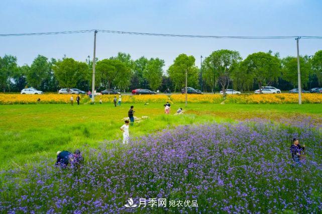蘇洲金雞湖畔！大美月季花海！(圖24)