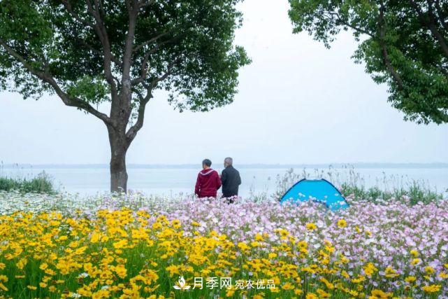 蘇洲金雞湖畔！大美月季花海！(圖23)