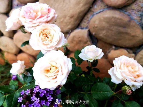 月季：曾陪桃李開時(shí)雨，仍伴梧桐落后風(fēng)(圖1)