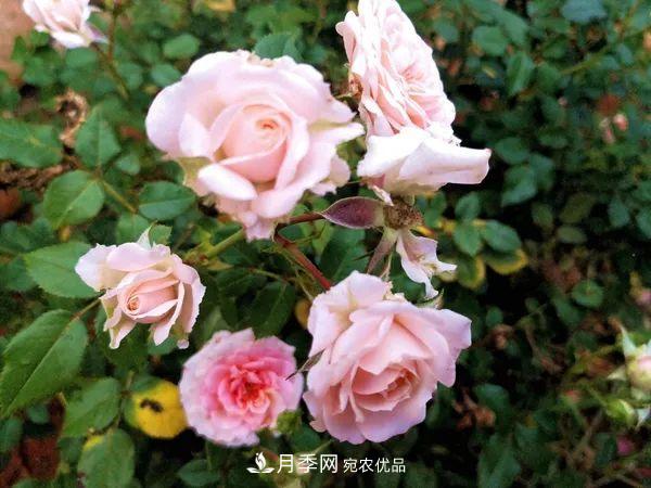 月季：曾陪桃李開時(shí)雨，仍伴梧桐落后風(fēng)(圖2)