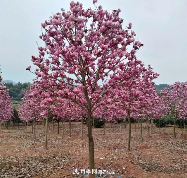 紫玉蘭樹(shù)能長(zhǎng)多高？五年樹(shù)齡可長(zhǎng)到3米(圖2)