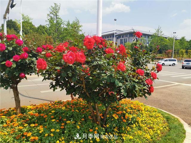 昆明呈貢街頭1487株樹狀月季花正艷，月季花開扮靚春城(圖1)