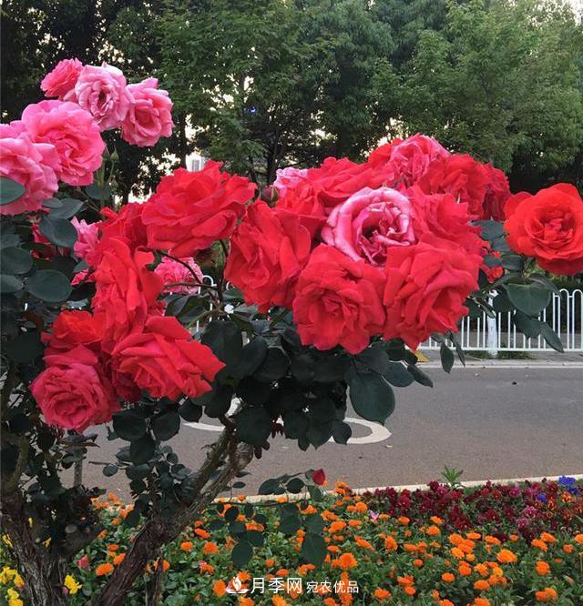 昆明呈貢街頭1487株樹狀月季花正艷，月季花開扮靚春城(圖2)
