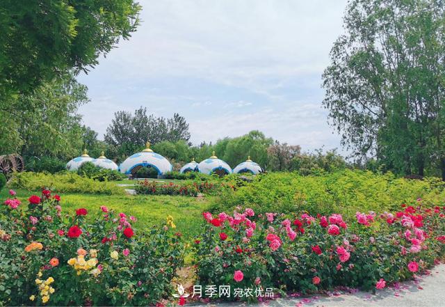 今夏到北京豐臺(tái)，看亭臺(tái)樓閣，賞各色月季(圖2)