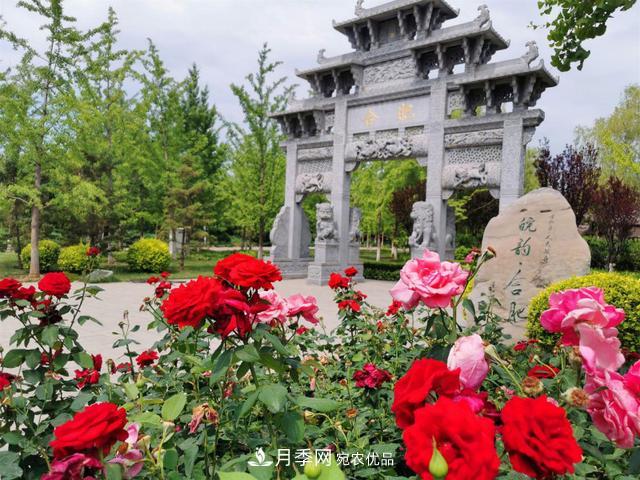 今夏到北京豐臺(tái)，看亭臺(tái)樓閣，賞各色月季(圖1)
