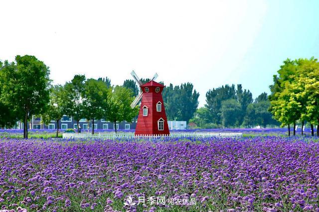 今夏到北京豐臺(tái)，看亭臺(tái)樓閣，賞各色月季(圖5)