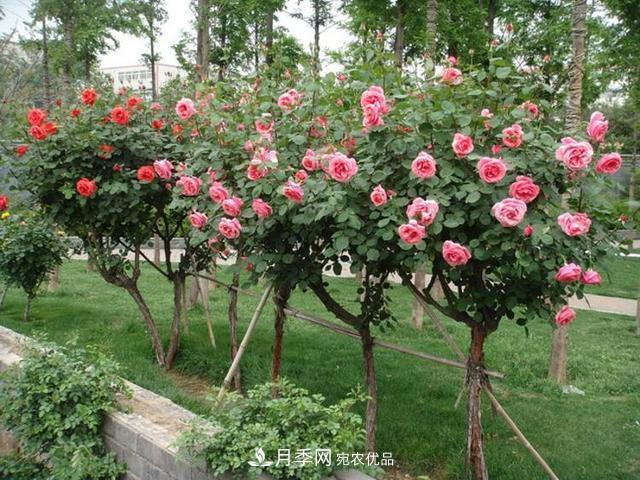 新品“月季樹(shù)”為北京市花添色彩，居然引種自南陽(yáng)內(nèi)鄉(xiāng)(圖2)