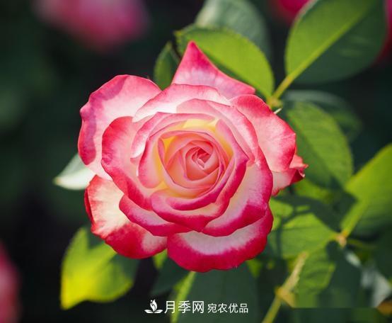 月季達(dá)人分享2個(gè)養(yǎng)護(hù)小技巧，新人入月季坑輕松學(xué)(圖2)