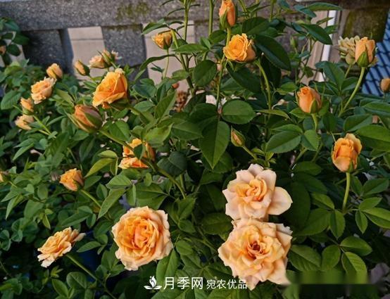 月季達(dá)人分享2個(gè)養(yǎng)護(hù)小技巧，新人入月季坑輕松學(xué)(圖3)