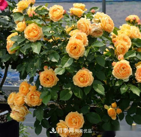 月季達(dá)人分享2個(gè)養(yǎng)護(hù)小技巧，新人入月季坑輕松學(xué)(圖4)