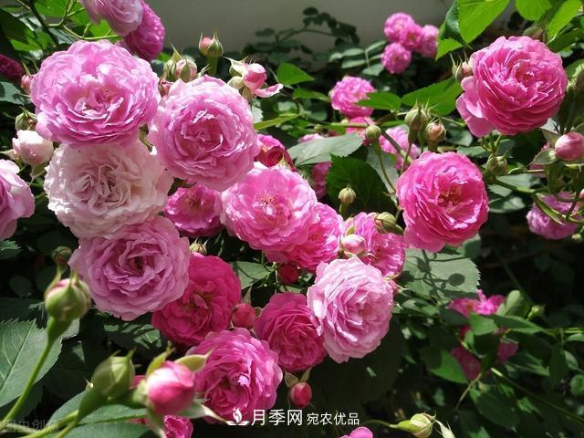 月季無土栽培，大大提高觀賞價值，月季的栽培技術(shù)(圖1)