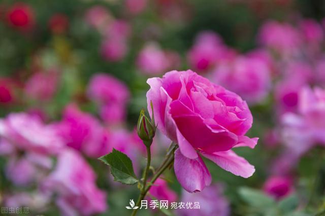 月季無土栽培，大大提高觀賞價值，月季的栽培技術(shù)(圖2)