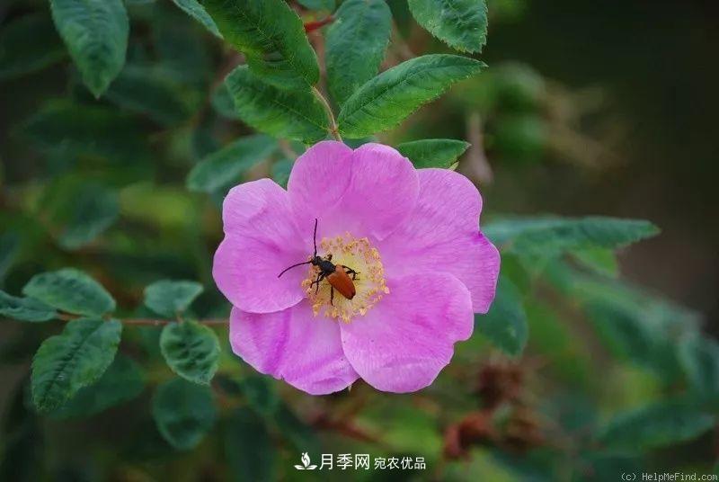月季的前世今生 | 假如中國(guó)月季沒(méi)有傳入歐洲(圖23)