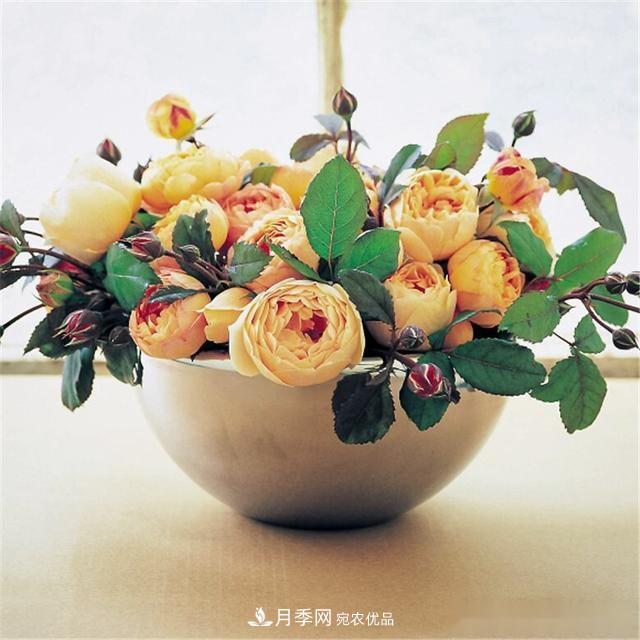 夏天月季為什么往往開得不太好？原因都在這里(圖2)
