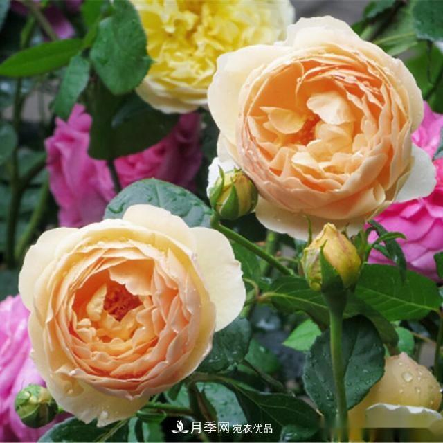 夏天月季為什么往往開得不太好？原因都在這里(圖4)