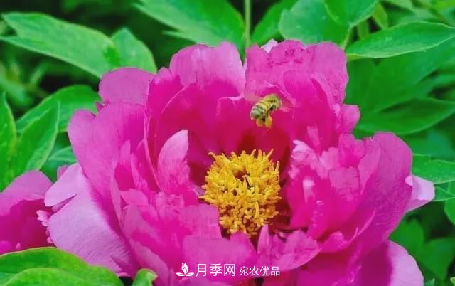 假花開(kāi)始橫行，擦亮眼睛，秋天這3種***容易造假(圖2)