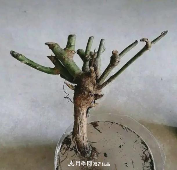 假花開(kāi)始橫行，擦亮眼睛，秋天這3種***容易造假(圖6)