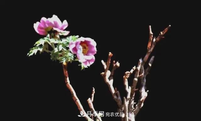 假花開(kāi)始橫行，擦亮眼睛，秋天這3種***容易造假(圖3)
