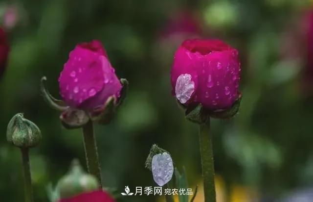 假花開(kāi)始橫行，擦亮眼睛，秋天這3種***容易造假(圖1)