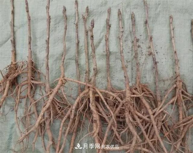 假花開(kāi)始橫行，擦亮眼睛，秋天這3種***容易造假(圖4)