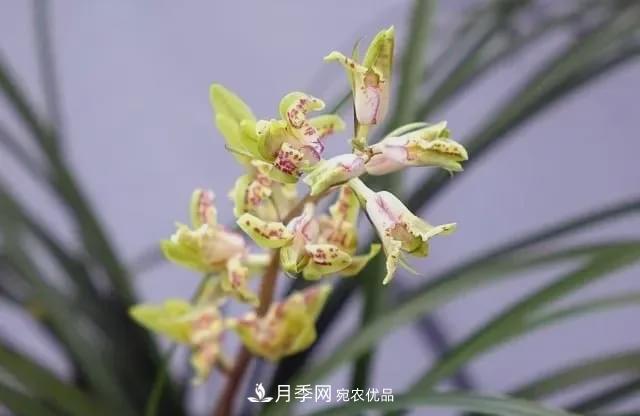 假花開(kāi)始橫行，擦亮眼睛，秋天這3種***容易造假(圖7)