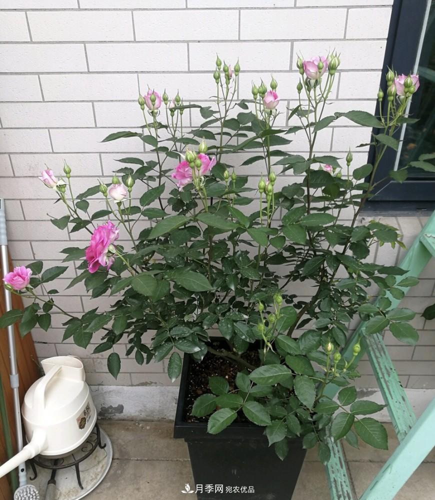 到了8月，養(yǎng)月季做對“3件事”，又能“滿血復活”花開爆盆(圖5)