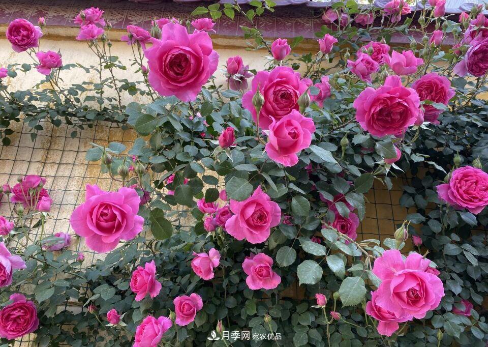 到了8月，養(yǎng)月季做對“3件事”，又能“滿血復活”花開爆盆(圖7)