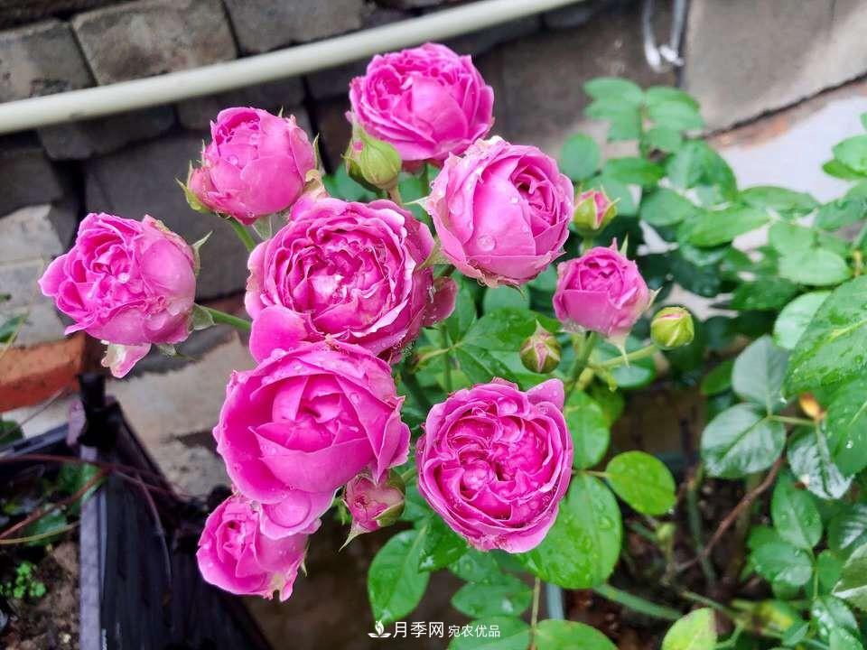 到了8月，養(yǎng)月季做對“3件事”，又能“滿血復活”花開爆盆(圖6)