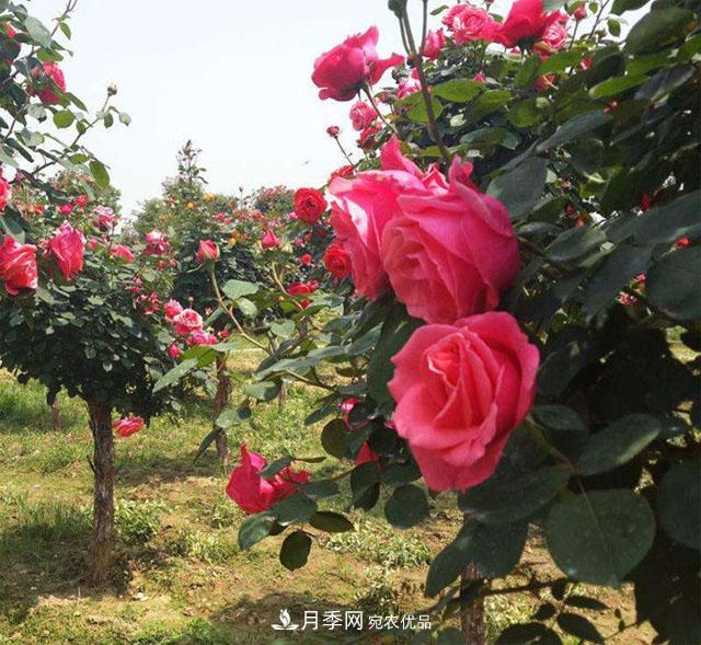 南陽樹狀月季***新批發(fā)價格！風(fēng)靡高端市場的月季樹好在呢？(圖1)
