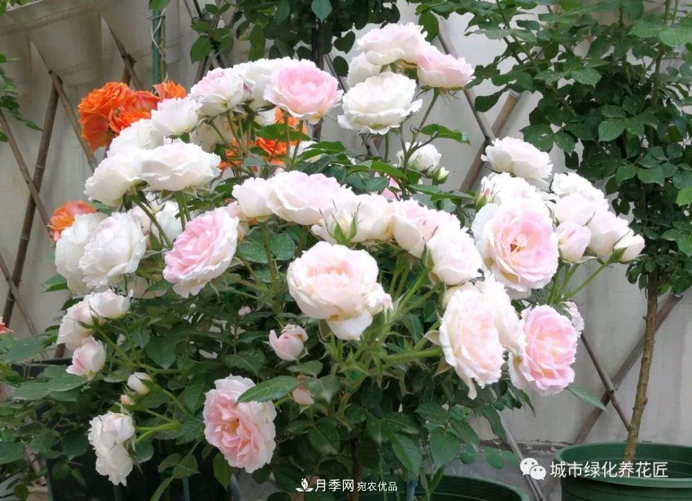 月季基礎(chǔ)知識(shí)：月季肥害，月季藥害，月季薊馬危害的基本特征(圖2)