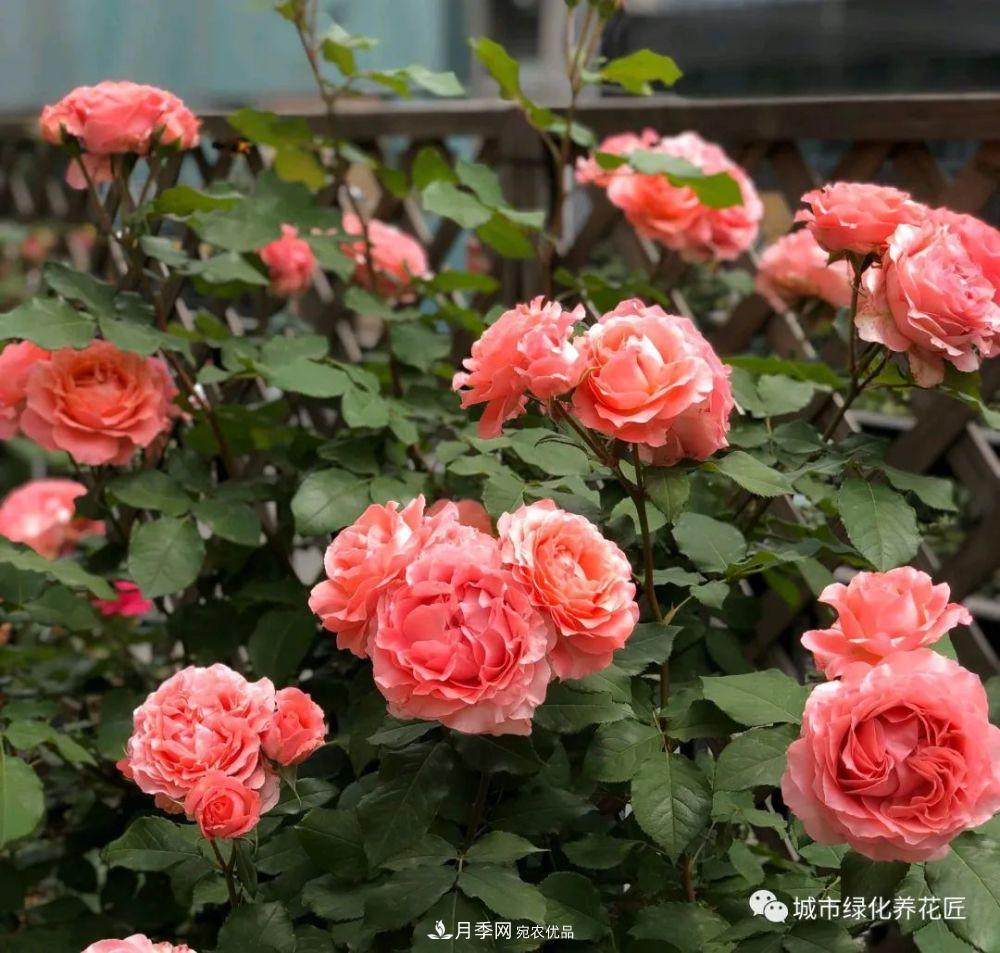 月季基礎(chǔ)知識(shí)：月季肥害，月季藥害，月季薊馬危害的基本特征(圖4)