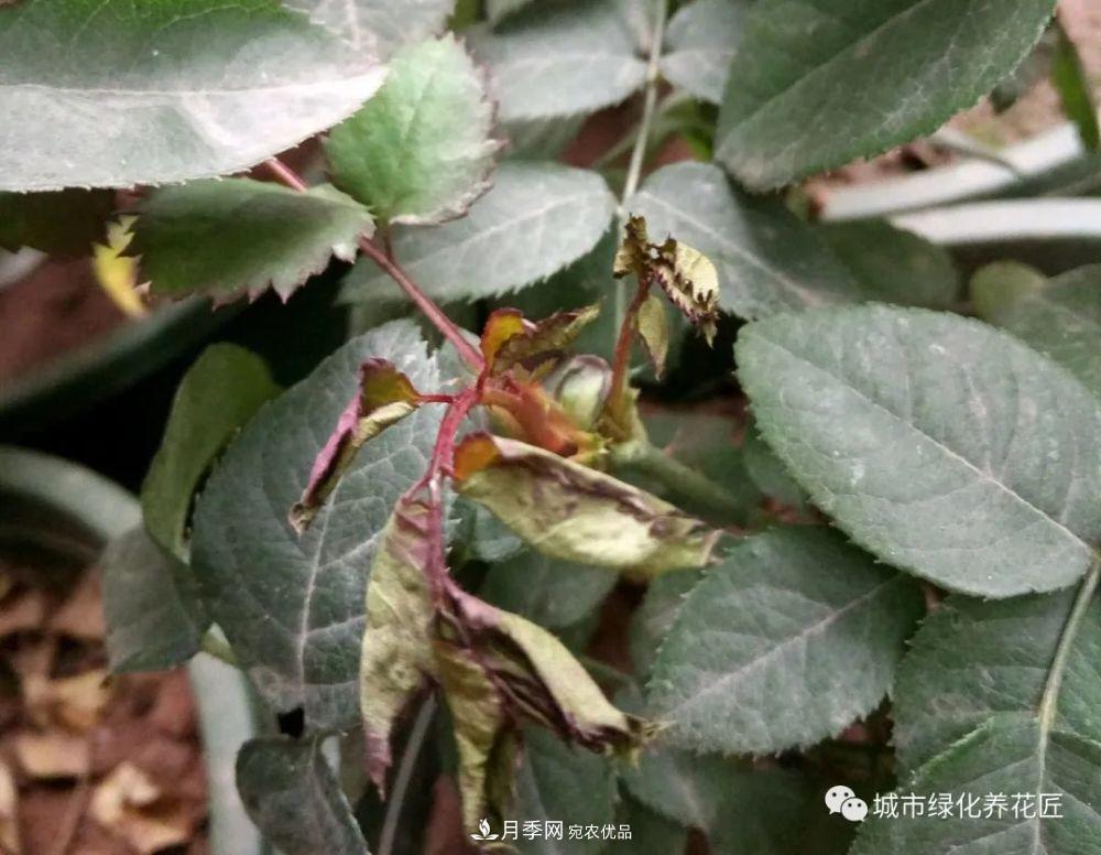 月季基礎(chǔ)知識(shí)：月季肥害，月季藥害，月季薊馬危害的基本特征(圖9)