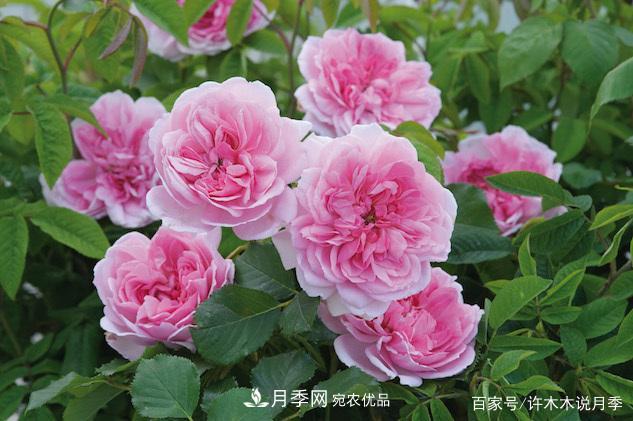 光照只有2~3小時能養(yǎng)月季嗎？這些訣竅教你在半陰處也能養(yǎng)好月季(圖1)