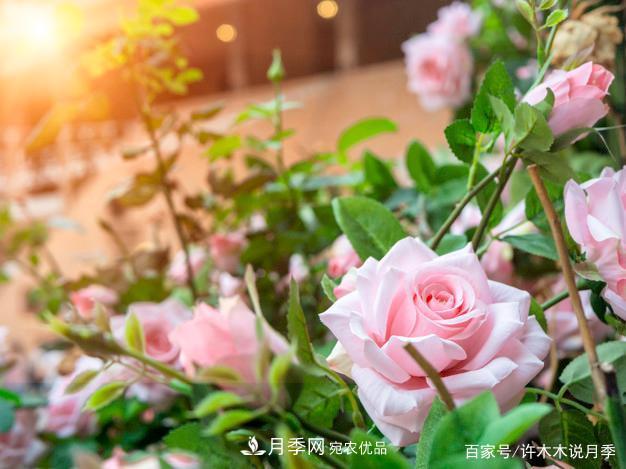 光照只有2~3小時能養(yǎng)月季嗎？這些訣竅教你在半陰處也能養(yǎng)好月季(圖2)